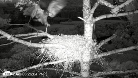 VINS Bald Eagles Nest Live Cams - Aug 12, 2026, 8:27pm EDT