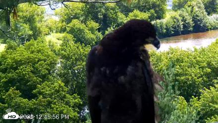 VINS Bald Eagles Nest Live Cams - Jul 23, 2026, 12:46pm EDT