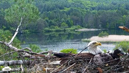 VINS Bald Eagles Nest Live Cams - May 31, 2026, 10:49am EDT