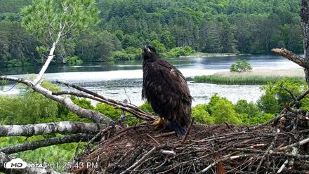 VINS Bald Eagles Nest Live Cams - Jun 23, 2026, 1:26pm EDT