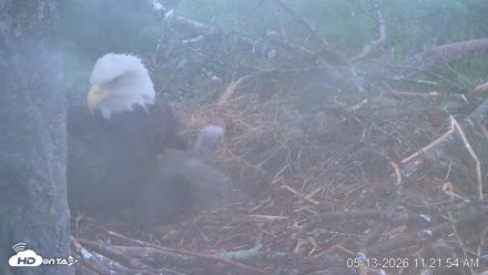 VINS Bald Eagles Nest Live Cams - May 13, 2026, 11:22am EDT