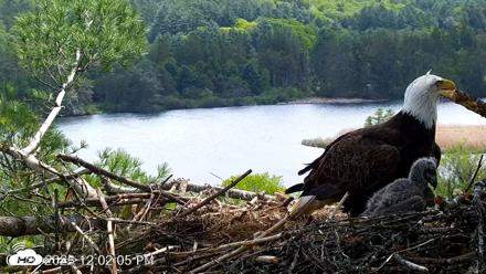 VINS Bald Eagles Nest Live Cams - May 20, 2026, 12:03pm EDT