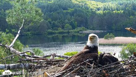VINS Bald Eagles Nest Live Cams - Jun 1, 2026, 9:55am EDT