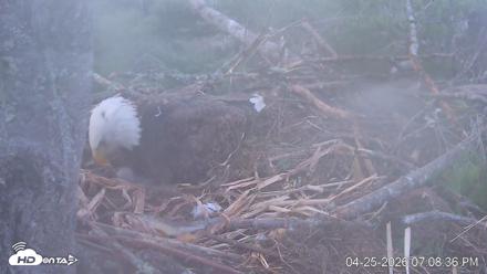 VINS Bald Eagles Nest Live Cams - Apr 25, 2026, 7:09pm EDT