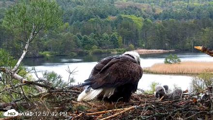 VINS Bald Eagles Nest Live Cams - May 13, 2026, 12:58pm EDT