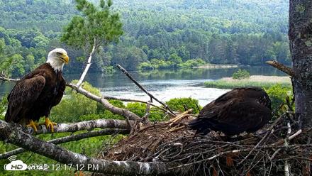 VINS Bald Eagles Nest Live Cams - Jun 30, 2026, 12:18pm EDT