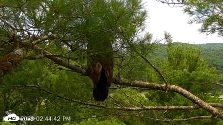 VINS Bald Eagles Nest Live Cams - Jul 26, 2026, 2:45pm EDT