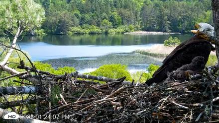VINS Bald Eagles Nest Live Cams - May 26, 2026, 1:24pm EDT