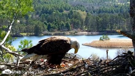 VINS Bald Eagles Nest Live Cams - Apr 28, 2026, 11:15am EDT