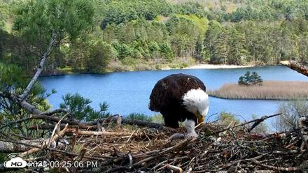 VINS Bald Eagles Nest Live Cams - May 7, 2026, 3:27pm EDT