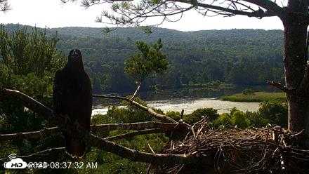 VINS Bald Eagles Nest Live Cams - Jul 17, 2026, 8:38am EDT