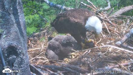 VINS Bald Eagles Nest Live Cams - May 26, 2026, 11:11am EDT