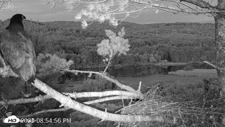 VINS Bald Eagles Nest Live Cams - Jul 13, 2026, 8:55pm EDT