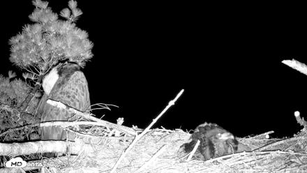 VINS Bald Eagles Nest Live Cams - Jun 8, 2026, 2:40am EDT