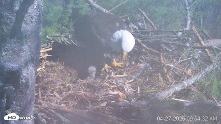 VINS Bald Eagles Nest Live Cams - Apr 27, 2026, 9:55am EDT