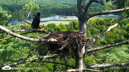VINS Bald Eagles Nest Live Cams - Aug 13, 2026, 2:57pm EDT