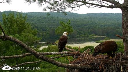 VINS Bald Eagles Nest Live Cams - Jul 14, 2026, 11:33am EDT