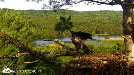 VINS Bald Eagles Nest Live Cams - Jul 17, 2026, 6:03pm EDT