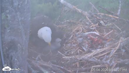 VINS Bald Eagles Nest Live Cams - May 4, 2026, 1:53pm EDT