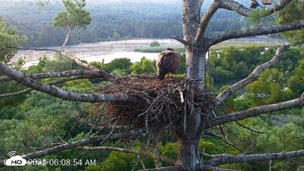 VINS Bald Eagles Nest Live Cams - Aug 22, 2026, 6:09am EDT