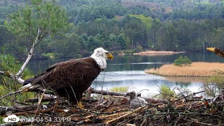 VINS Bald Eagles Nest Live Cams - May 9, 2026, 4:55pm EDT
