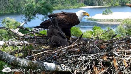 VINS Bald Eagles Nest Live Cams - May 27, 2026, 4:55pm EDT