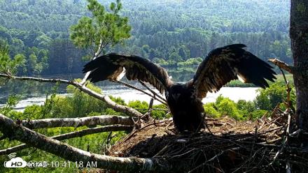 VINS Bald Eagles Nest Live Cams - Jul 1, 2026, 10:44am EDT