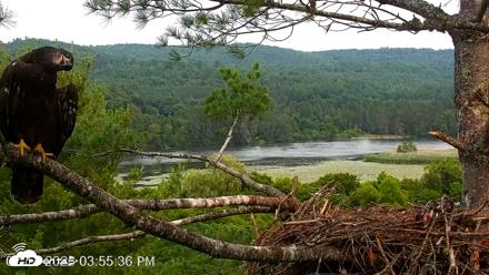 VINS Bald Eagles Nest Live Cams - Jul 14, 2026, 3:56pm EDT