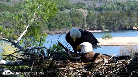 VINS Bald Eagles Nest Live Cams - Apr 24, 2026, 2:22pm EDT