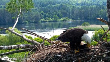 VINS Bald Eagles Nest Live Cams - Jun 27, 2026, 10:47am EDT