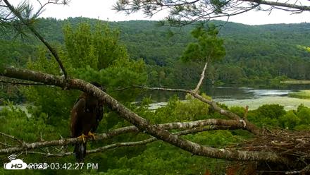VINS Bald Eagles Nest Live Cams - Jul 25, 2026, 3:43pm EDT