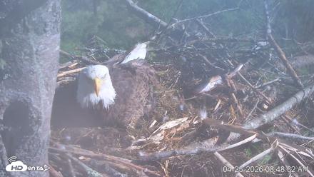 VINS Bald Eagles Nest Live Cams - Apr 25, 2026, 8:49am EDT