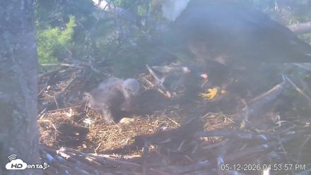 VINS Bald Eagles Nest Live Cams - May 12, 2026, 4:54pm EDT