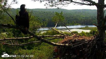 VINS Bald Eagles Nest Live Cams - Jul 3, 2026, 11:04am EDT