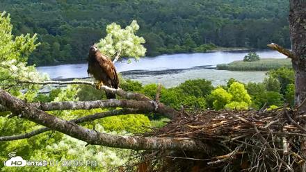 VINS Bald Eagles Nest Live Cams - Jul 23, 2026, 1:39pm EDT