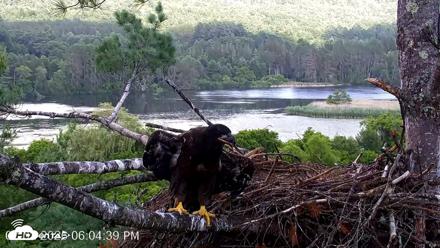 VINS Bald Eagles Nest Live Cams - Jul 2, 2026, 6:05pm EDT