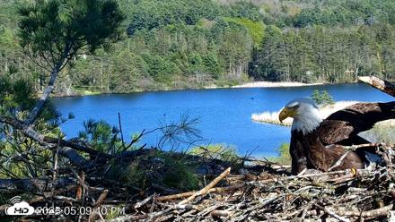 VINS Bald Eagles Nest Live Cams - May 12, 2026, 5:10pm EDT
