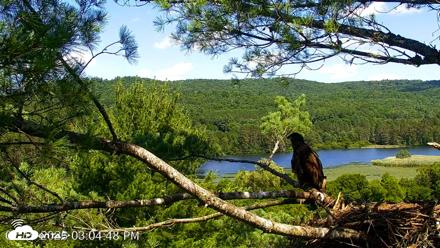 VINS Bald Eagles Nest Live Cams - Jul 19, 2026, 3:06pm EDT