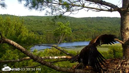 VINS Bald Eagles Nest Live Cams - Jul 20, 2026, 3:40pm EDT