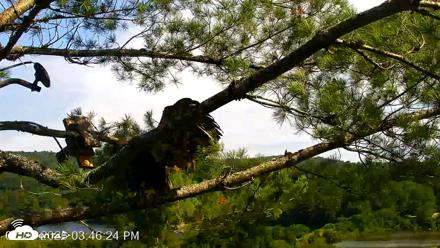 VINS Bald Eagles Nest Live Cams - Jul 20, 2026, 3:47pm EDT
