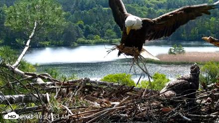 VINS Bald Eagles Nest Live Cams - May 27, 2026, 10:25am EDT