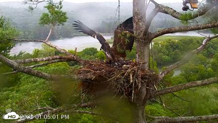 VINS Bald Eagles Nest Live Cams - Jul 29, 2026, 1:05pm EDT