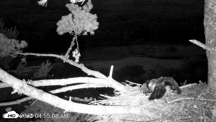 VINS Bald Eagles Nest Live Cams - Jul 26, 2026, 4:55am EDT