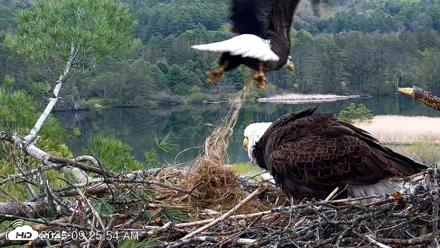 VINS Bald Eagles Nest Live Cams - May 13, 2026, 9:27am EDT
