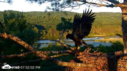 VINS Bald Eagles Nest Live Cams - Jul 15, 2026, 7:52pm EDT