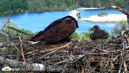 VINS Bald Eagles Nest Live Cams - May 20, 2026, 4:55pm EDT