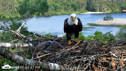 VINS Bald Eagles Nest Live Cams - May 27, 2026, 5:02pm EDT