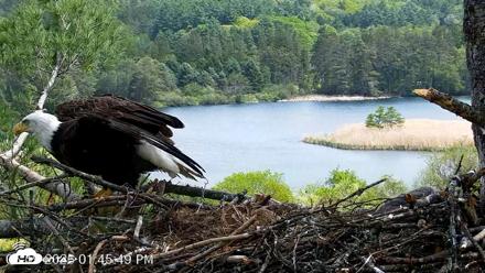 VINS Bald Eagles Nest Live Cams - May 19, 2026, 1:47pm EDT