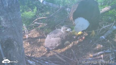 VINS Bald Eagles Nest Live Cams - May 22, 2026, 3:13pm EDT