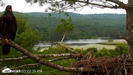 VINS Bald Eagles Nest Live Cams - Jul 14, 2026, 3:23pm EDT